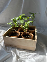 Load image into Gallery viewer, Flower Cutting Garden Box | Mixed Zinnia