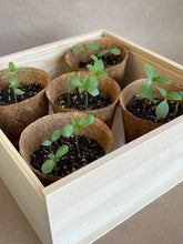 Load image into Gallery viewer, Flower Cutting Garden Box | Mixed Zinnia