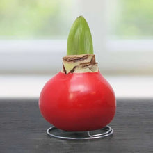 Load image into Gallery viewer, Amaryllis Bulb With Red Wax Base and Bloom