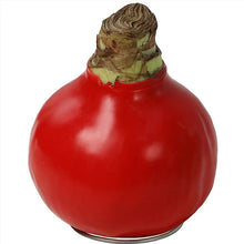 Load image into Gallery viewer, Amaryllis Bulb With Red Wax Base and Bloom