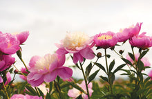 Load image into Gallery viewer, Peonies: Beautiful Varieties for Home & Garden