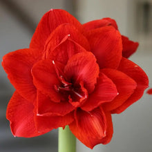Load image into Gallery viewer, Amaryllis Bulb With Red Wax Base and Bloom
