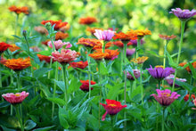 Load image into Gallery viewer, Flower Cutting Garden Box | Mixed Zinnia
