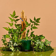 Load image into Gallery viewer, Apotheke Wild Mint and Ivy Petite Candle
