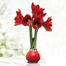 Load image into Gallery viewer, Amaryllis Bulb With Red Wax Base and Bloom
